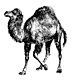 perl-logo.gif